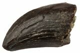 Serrated, Tyrannosaur Tooth - Two Medicine Formation #192636-1